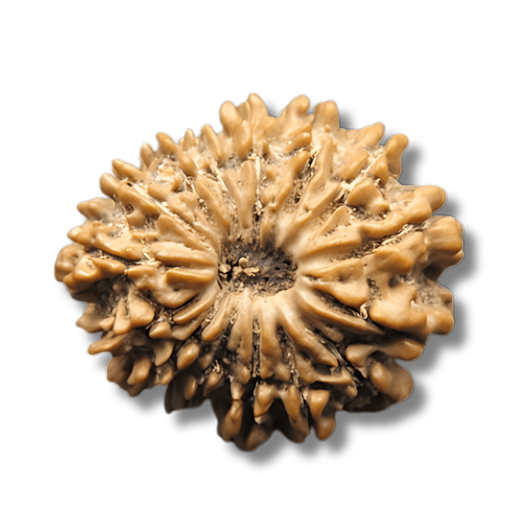 15 face rudraksha, 15 mukhi rudraksha, Panchadasha Mukhi Rudraksha, Fifteen Face Rudraksha